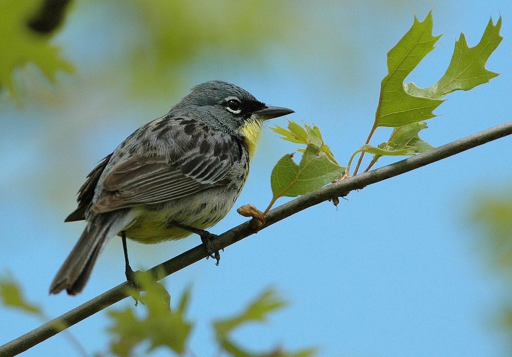 Kirtland's Warbler in MichiganPhoto by Jim Hudgins/USFWS. Original public domain image from Flickr