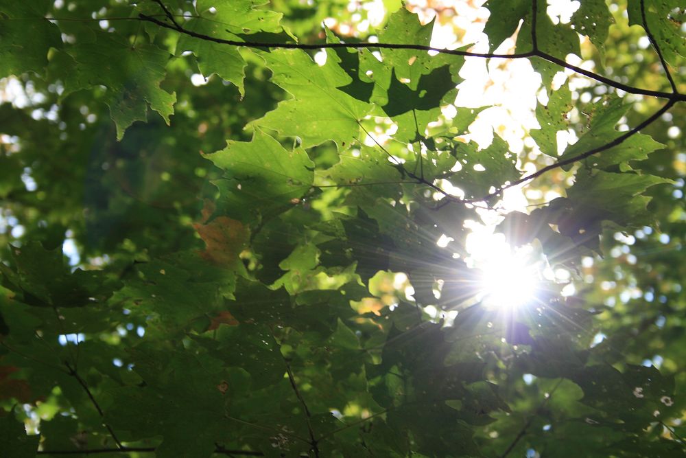 Early fallPhoto by Courtney Celley/USFWS. Original public domain image from Flickr