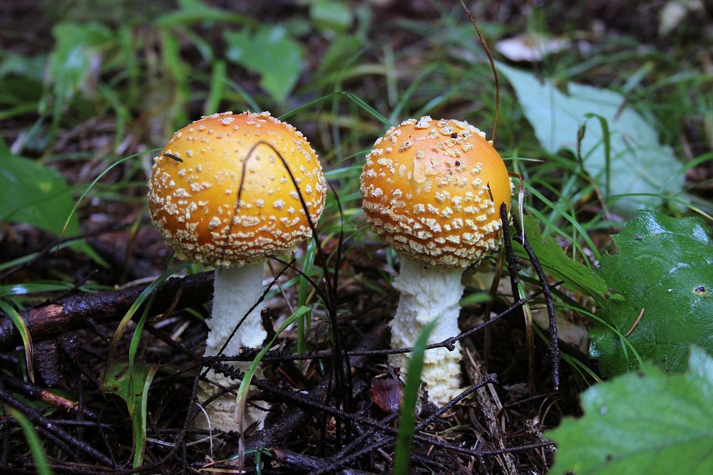 Fly agaric mushrooms. Original public domain image from Flickr