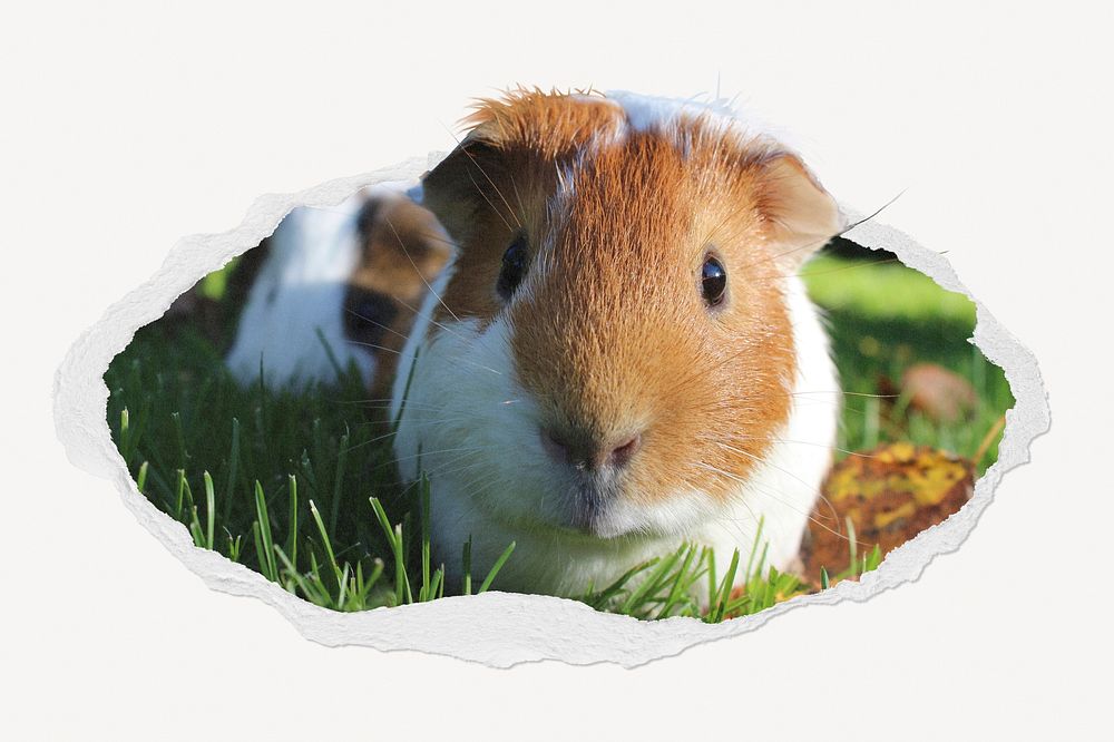 Guinea pig in ripped paper badge, cute animal photo