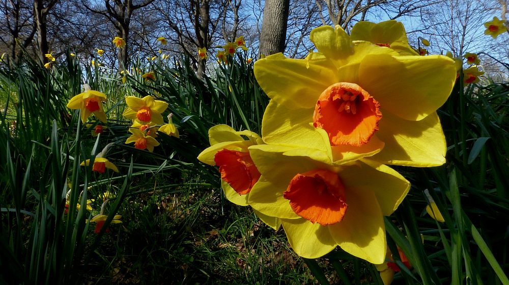 In the daffodil garden. Daffodils are suitable for planting between shrubs or in a border, or for forcing blooms indoors.…