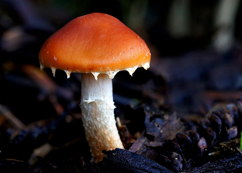 Mushroom with bright orange color. Original public domain image from Flickr