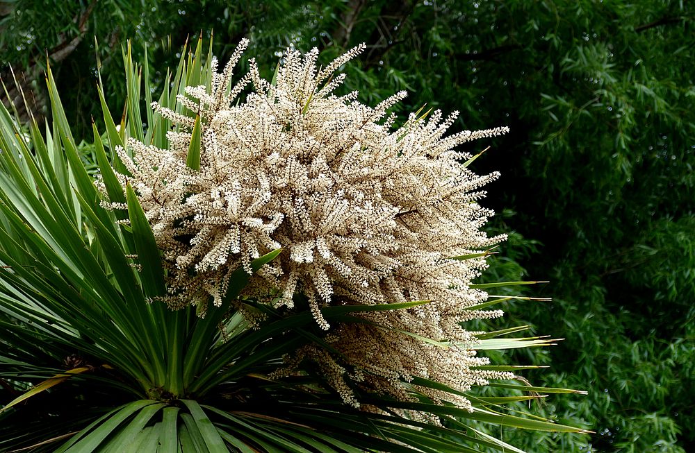 Cabbage tree.NZ