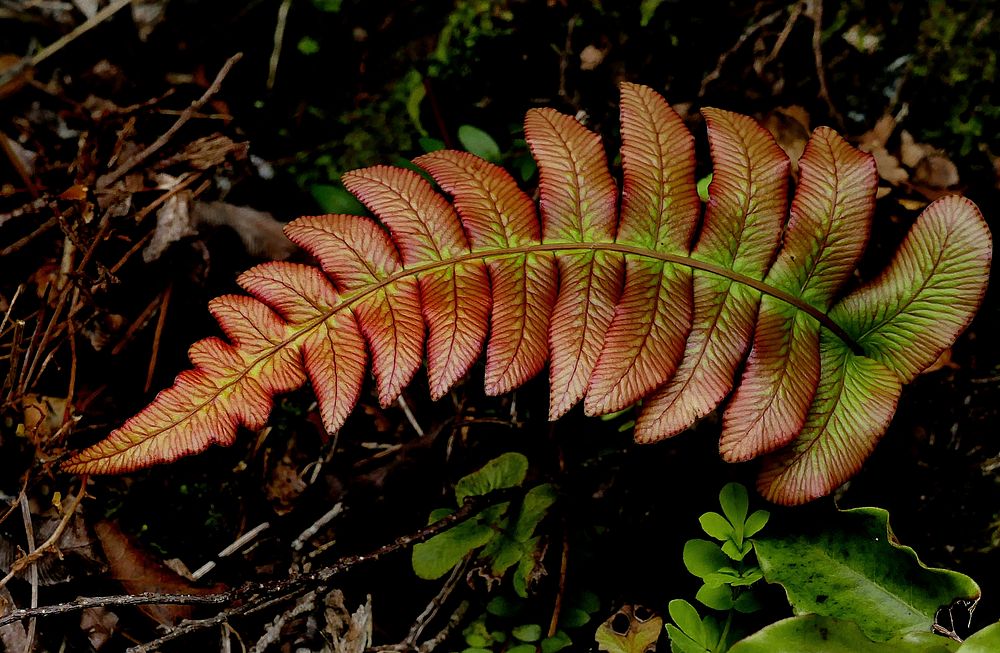 Kiokoi. New Zealand fern.