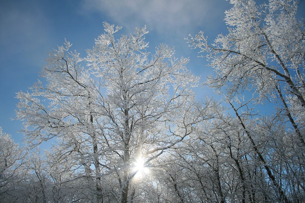 Winter TreesPhoto by Courtney Celley/USFWS. Original public domain image from Flickr