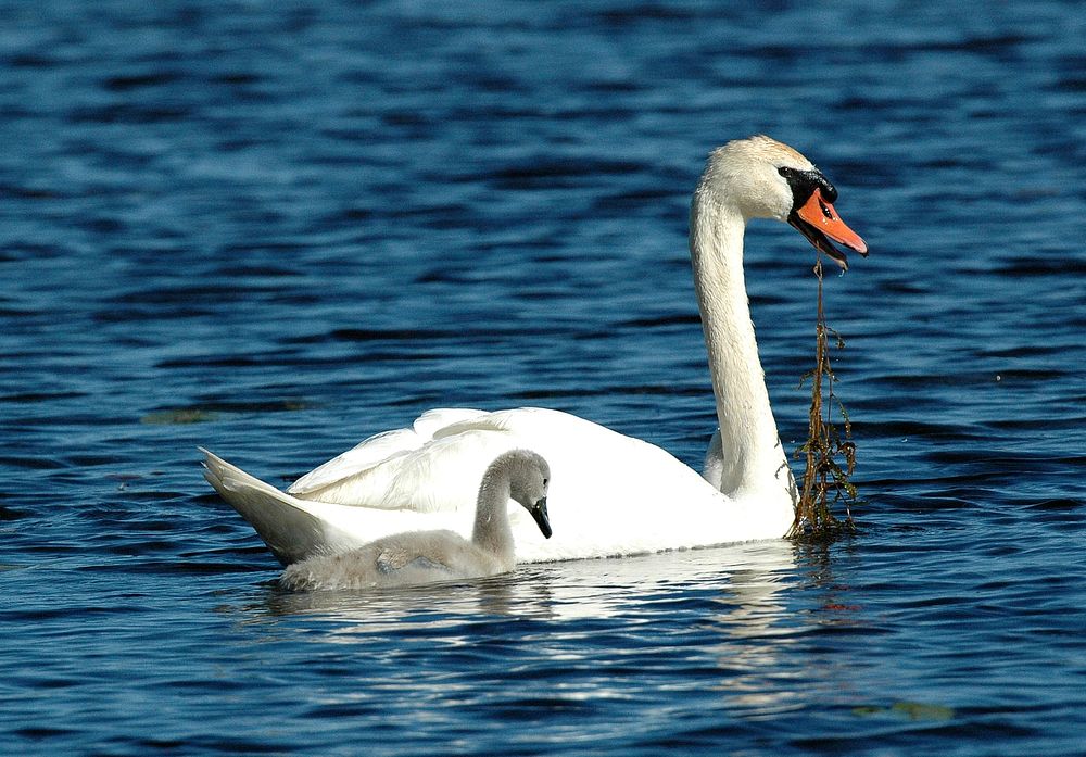 Mute swanPhoto taken in Alpena, Michigan on June 18, 2015. Photo by Jim Hudgins. Original public domain image from Flickr