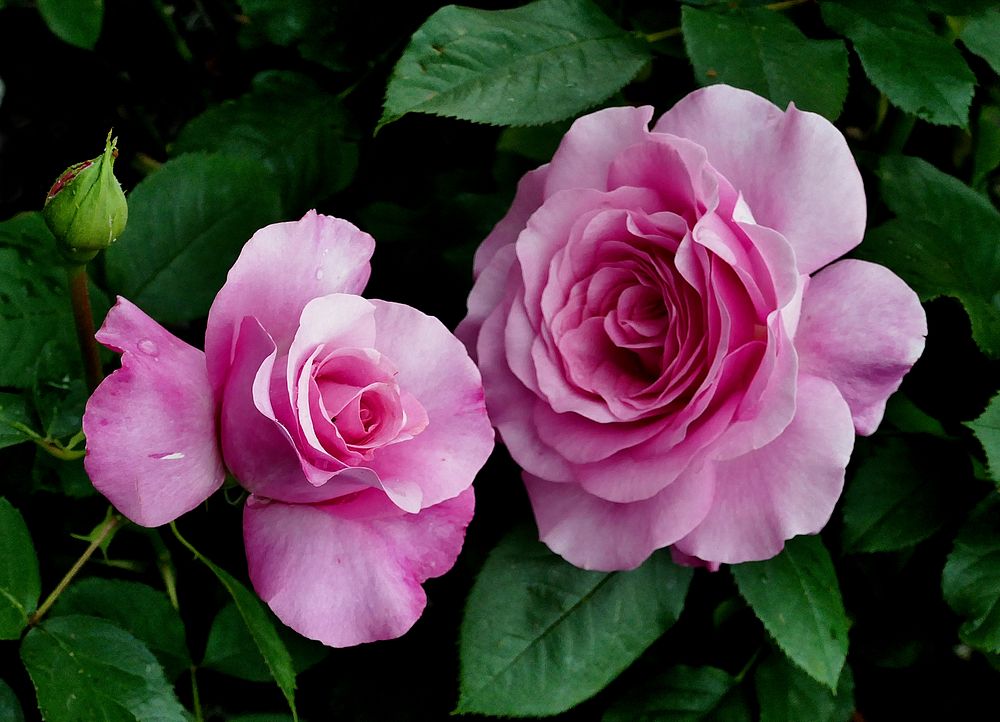 Pink roses. Original public domain image from Flickr