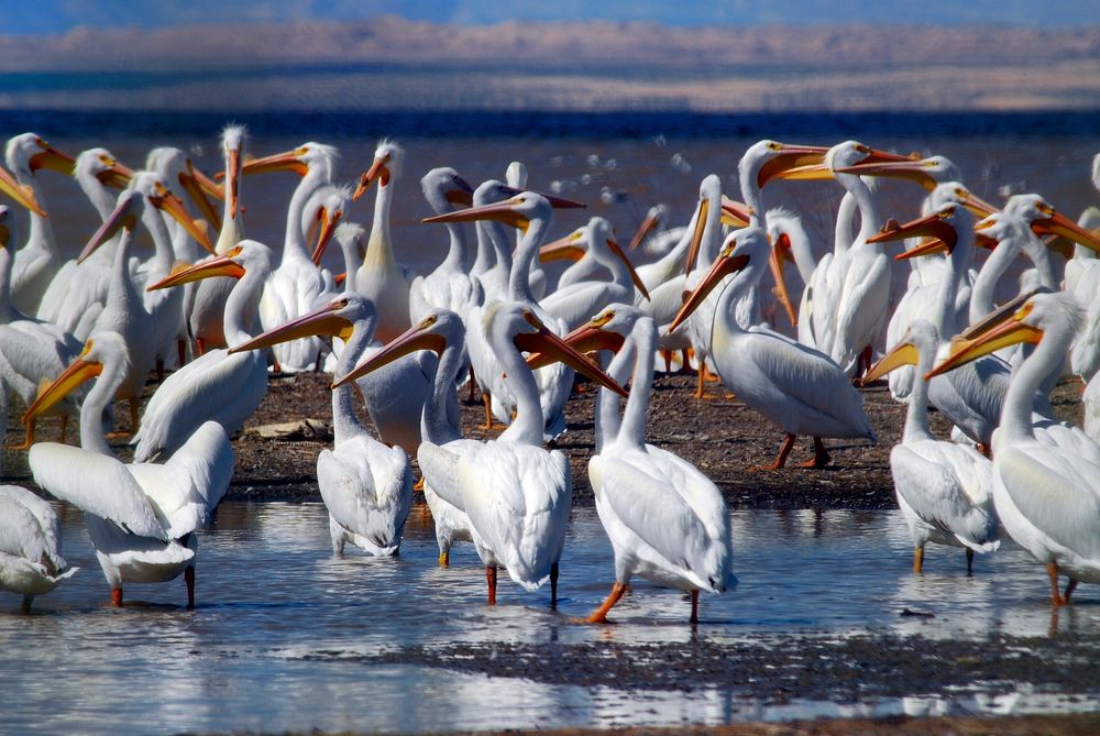 Salton Sea Offers Wintering Area for American White Pelicans. Original public domain image from Flickr