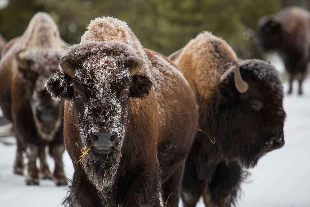 Bison, Norris Geyser Basin