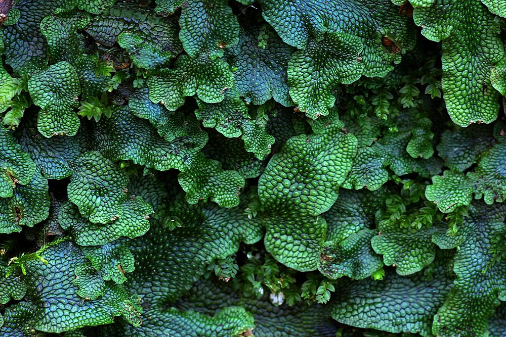 Great scented liverwort plant leaves. Free public domain CC0 photo.