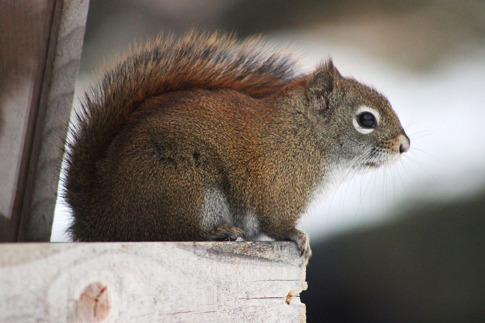 Red Squirrel in MinnesotaPhoto by Courtney Celley/USFWS. Original public domain image from Flickr