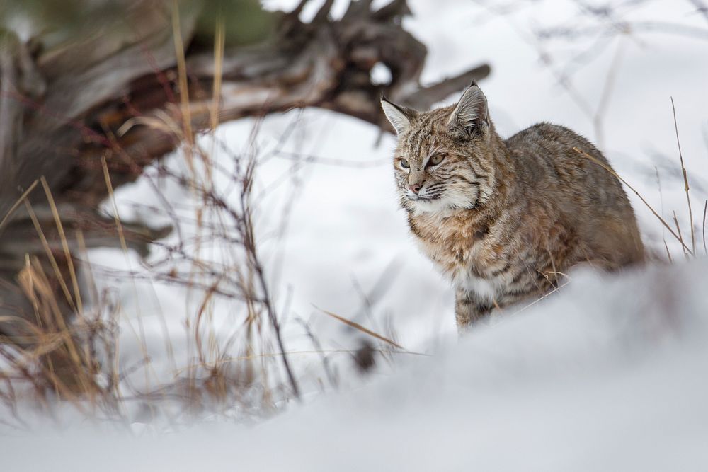 Bobcat along the Madison River. Original public domain image from Flickr