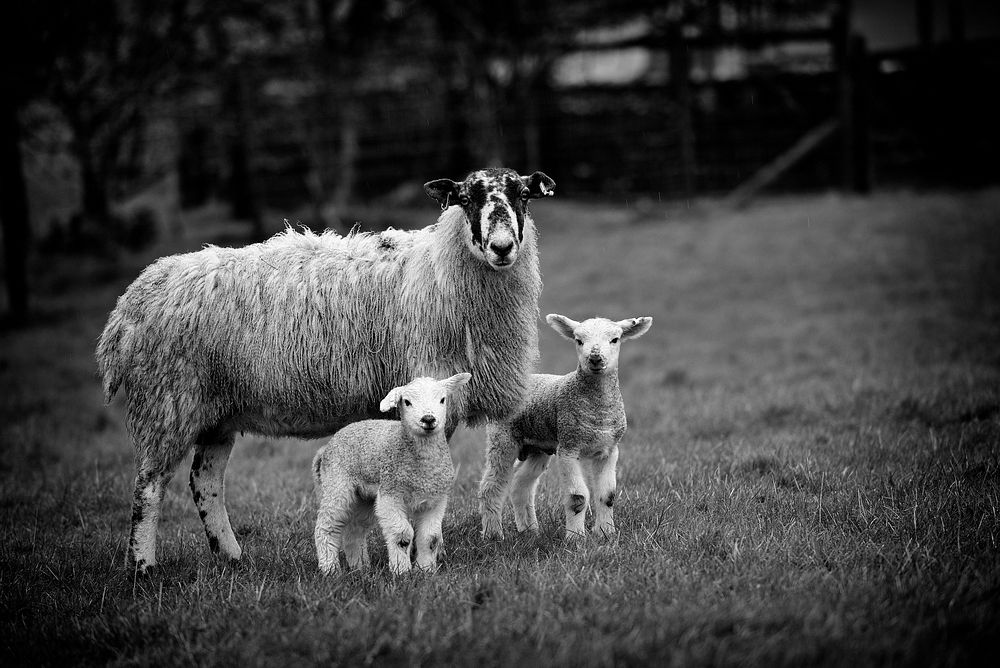 Lambs of Arnside. Original public domain image from Flickr