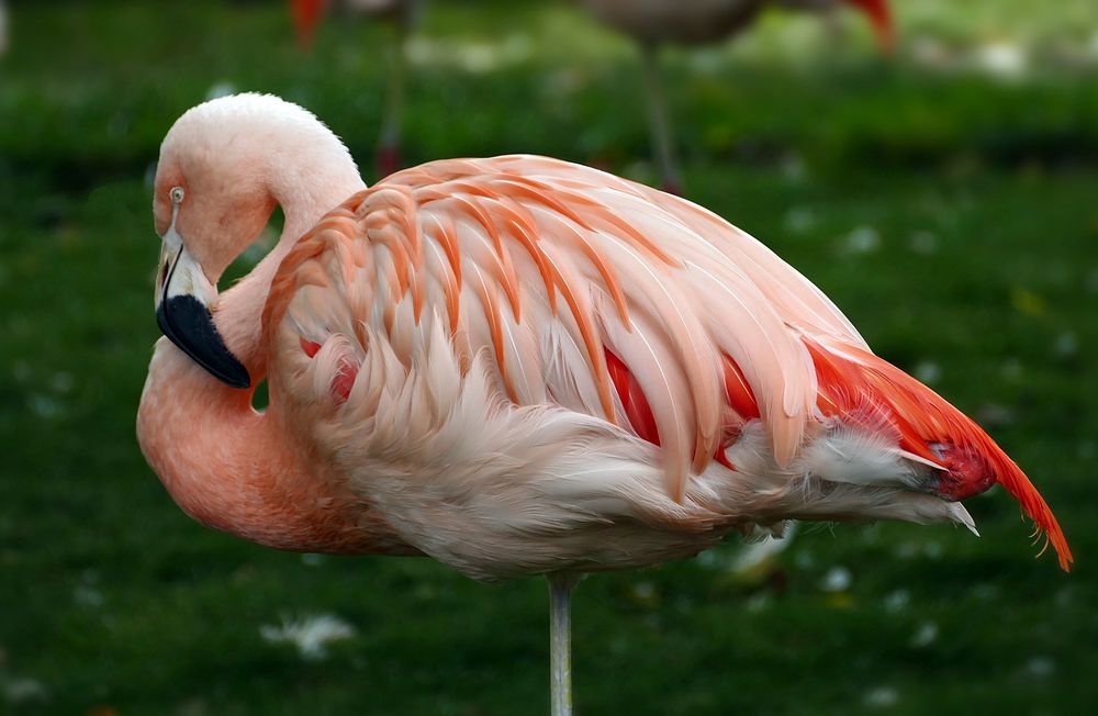 Chilean flamingo (Phoenicopterus chilensis). It breeds in South America from Ecuador and Peru to Chile and Argentina and…
