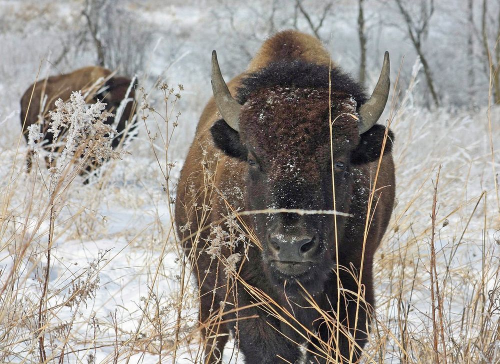 Bison at Neal Smith National Wildlife Refuge