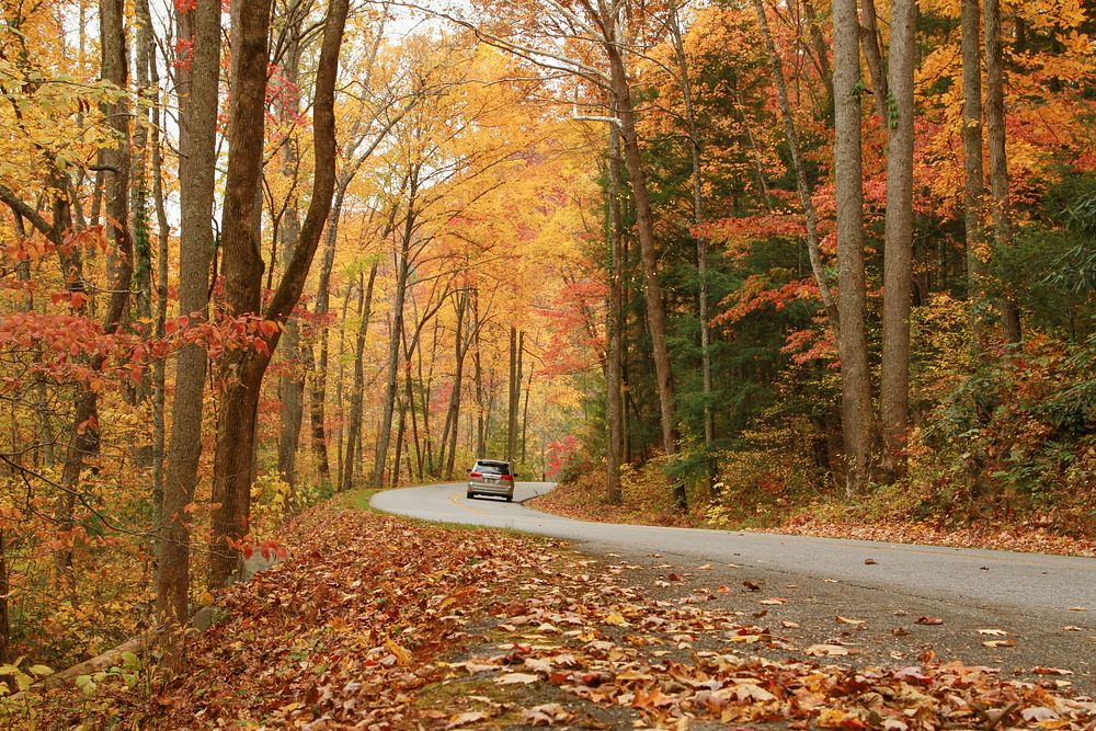 Beautiful Autumn background. Original public domain image from Flickr
