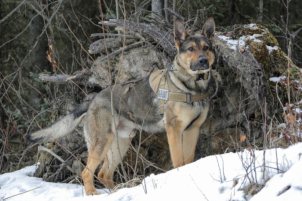 U.S. Army military working dog. Original public domain image from Flickr