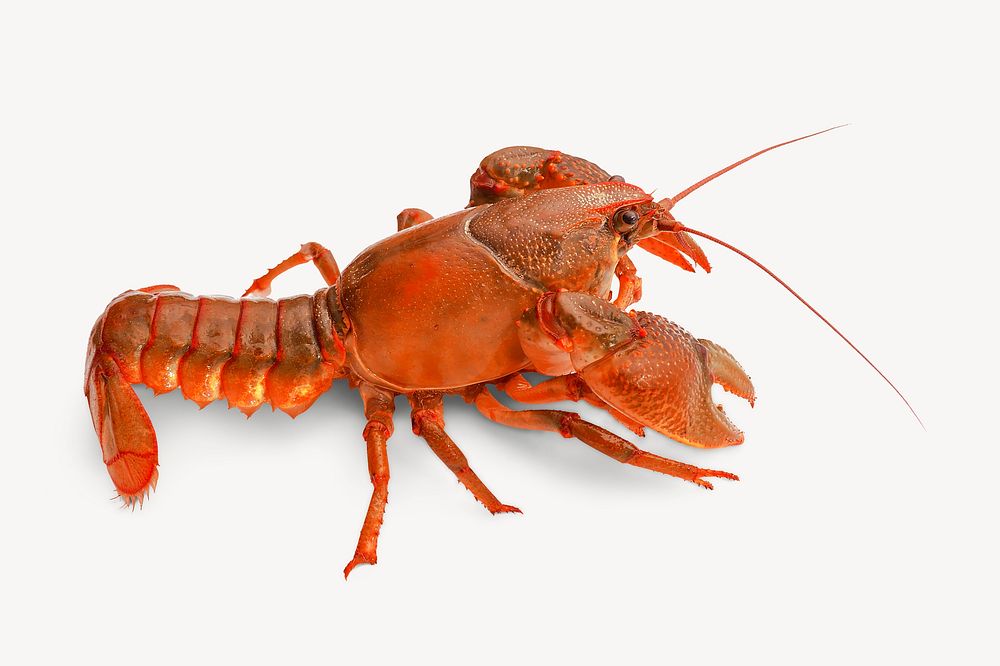 Lobster sticker, sea life image psd