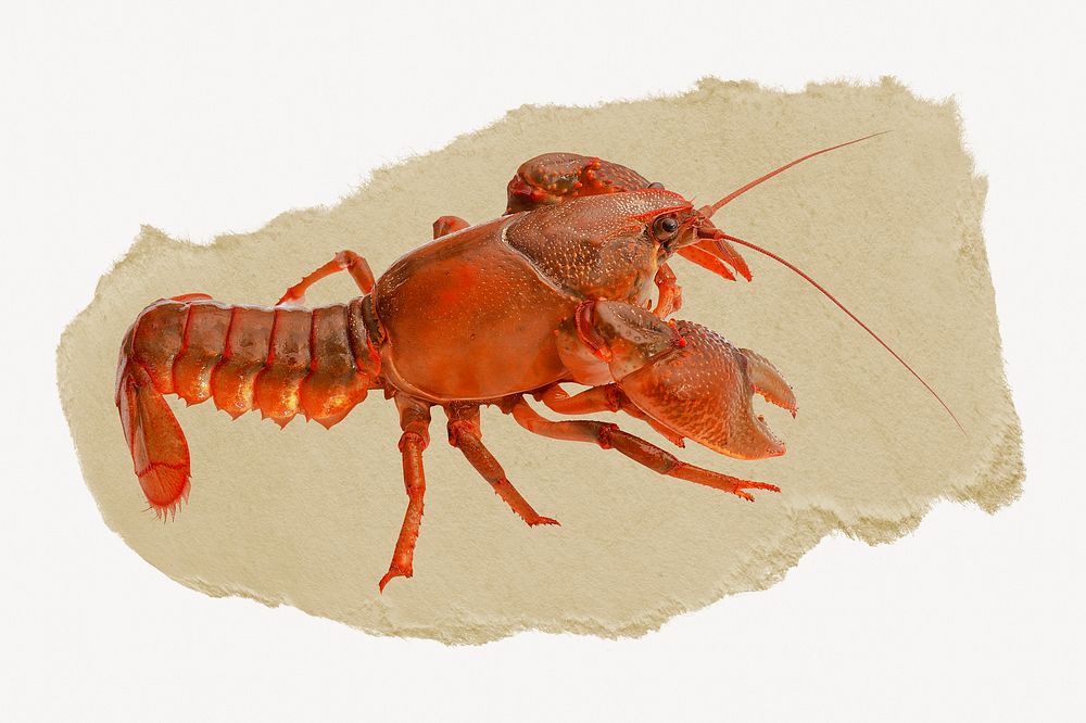 Lobster ripped paper, seafood graphic