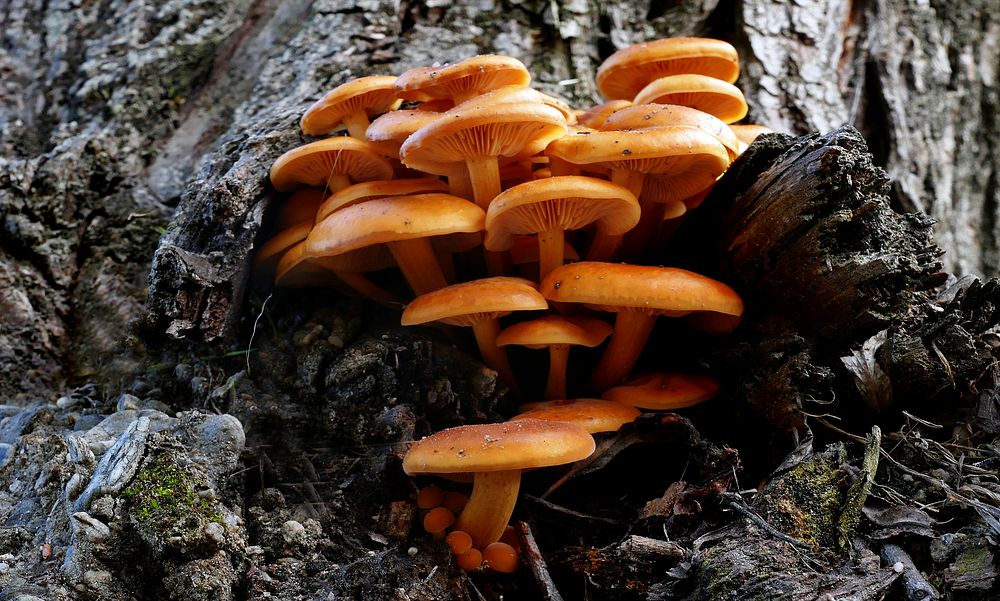 Sulphur tufts (hypholema fasciculare)