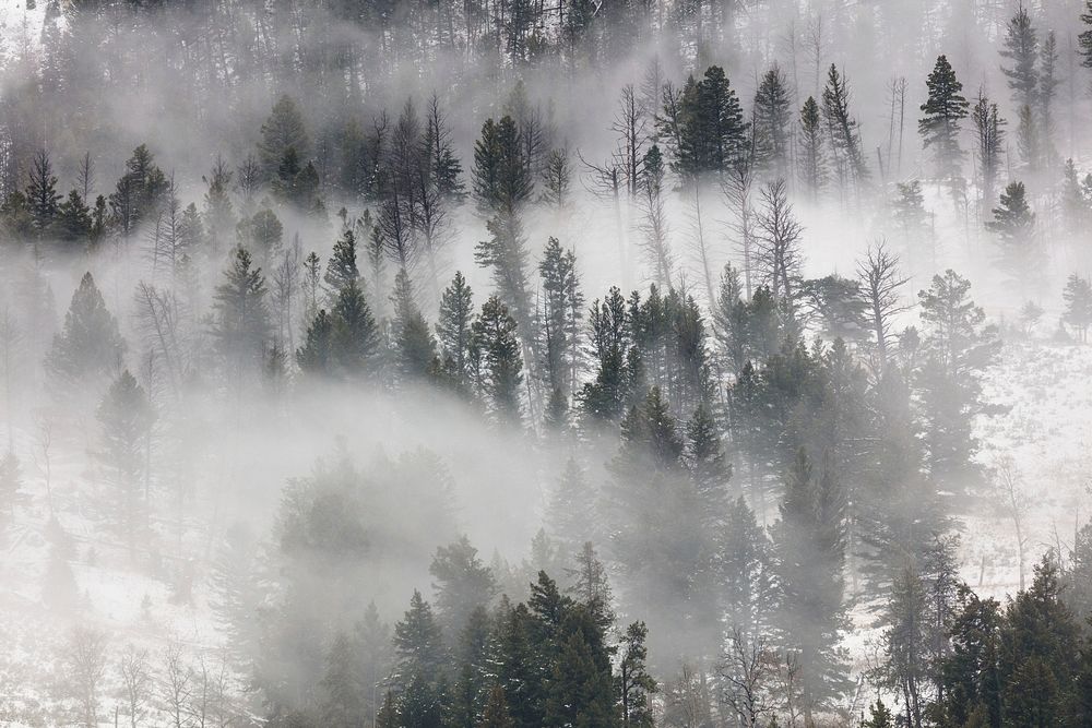 Fog rolling through the trees in Lamar Valley. Original public domain image from Flickr