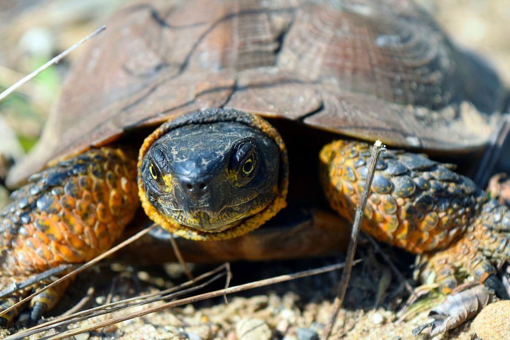 Up close Wood TurtleBy supporting Species of Greatest Conservation Need, in this case a wood turtle, the Service and state…