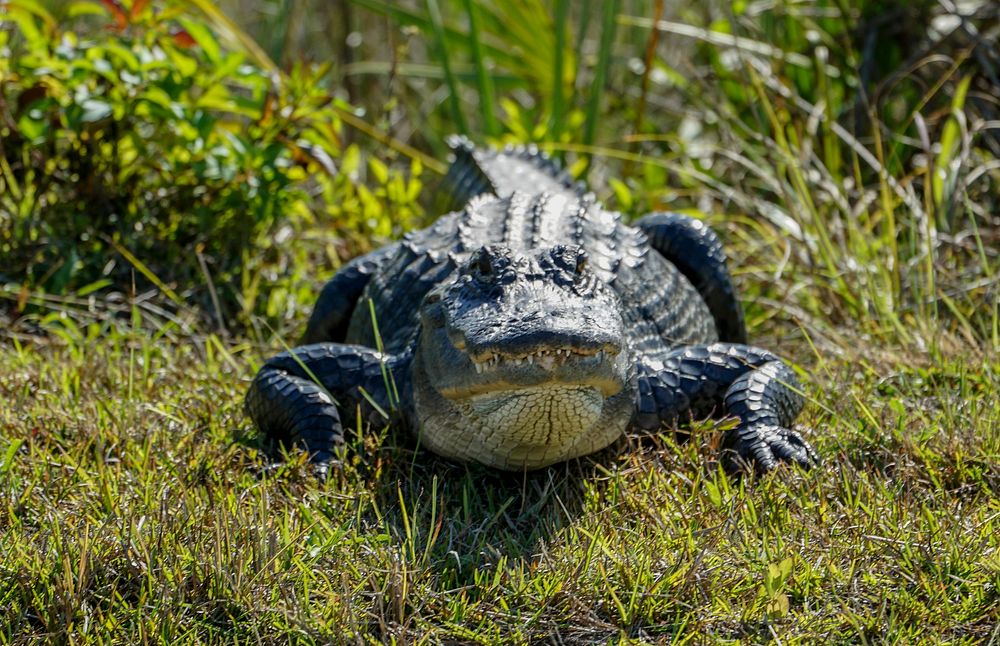 Alligator on ground. Original public domain image from Flickr