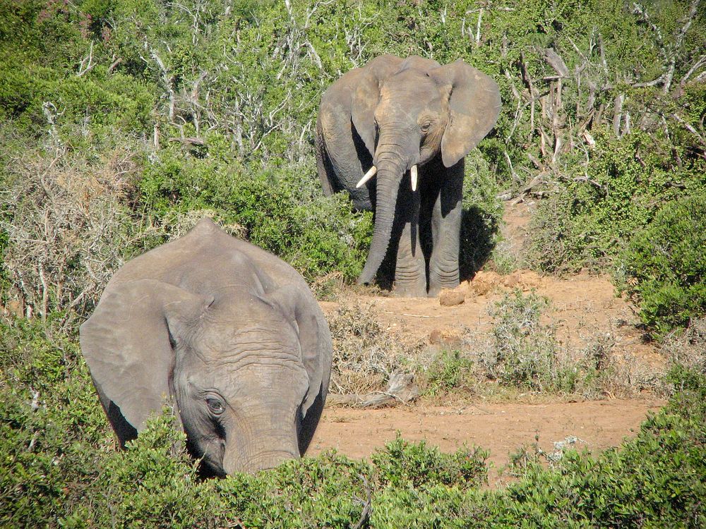 ADDO National Park. Original public domain image from Flickr