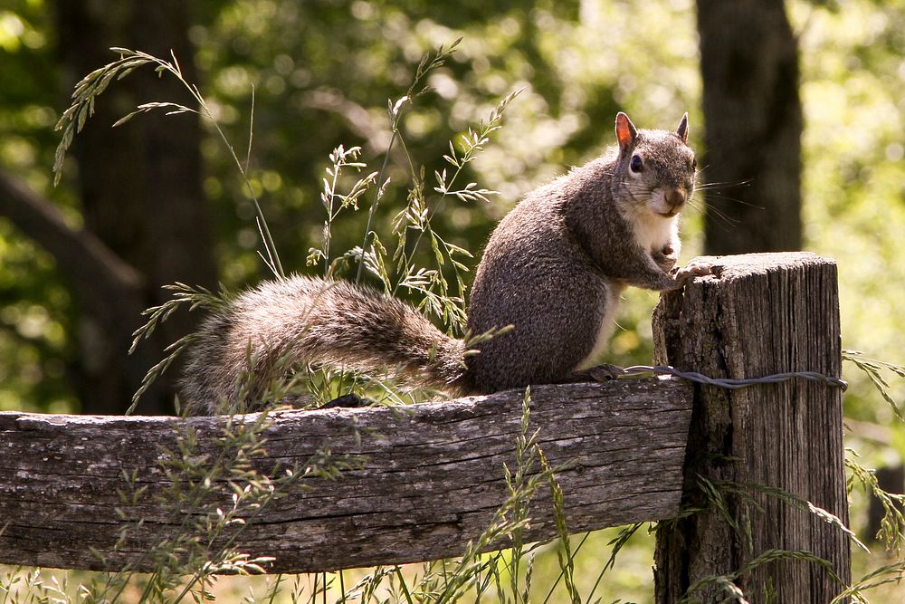 Gray squirrel, May 2013 Warren Bielenberg.