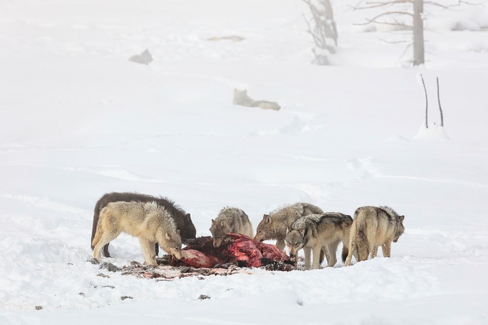Wapiti lake pack on a bison kill. Original public domain image from Flickr