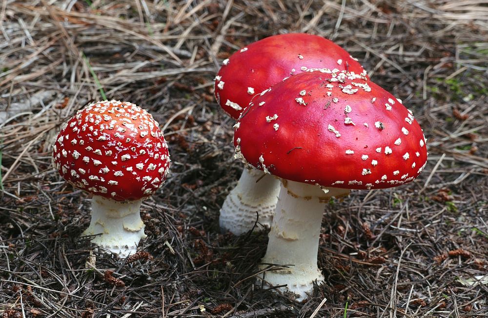 Fly agaric. Although classified as poisonous, reports of human deaths resulting from its ingestion are extremely rare.…