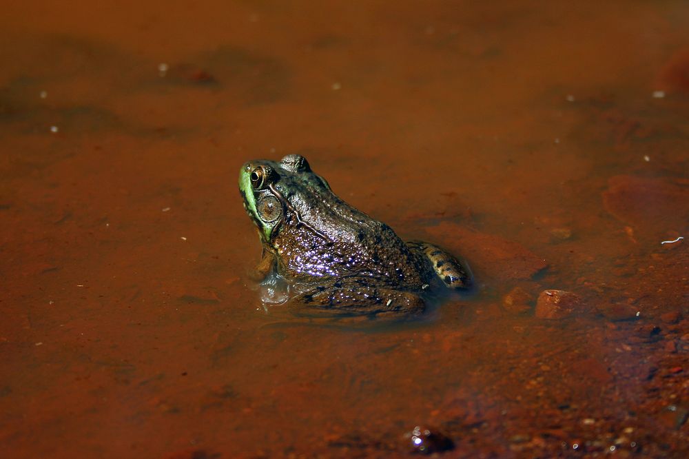 Green FrogWe spotted this green frog at the edge of a muddy puddle in northern Minnesota.Photo by Courtney Celley/USFWS.…