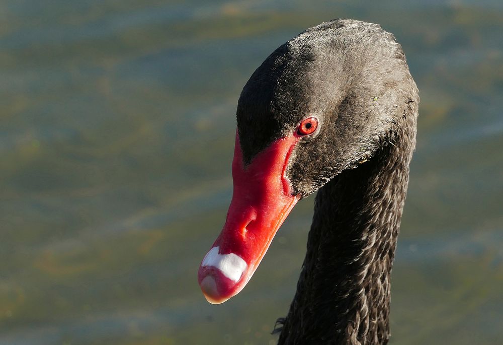 Black Swan.(Cygnus atratus)