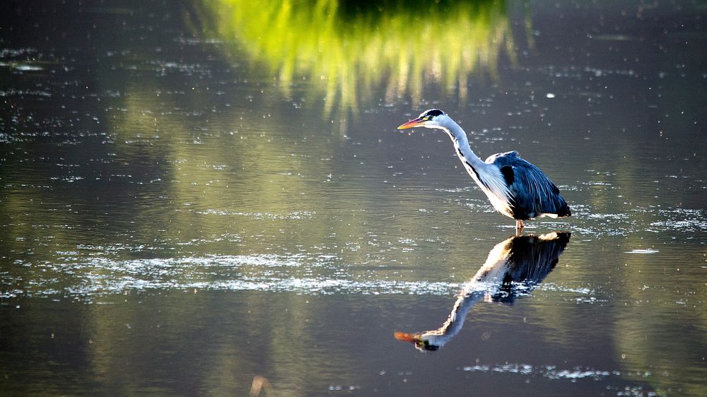 Heron Fishing. Original public domain image from Flickr