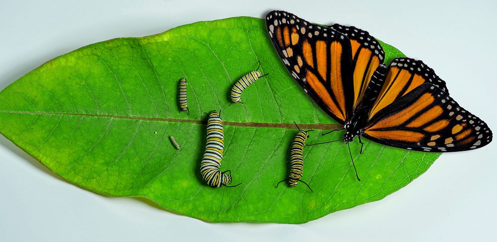 Monarch butterfly stages of development. Original public domain image from  Flickr