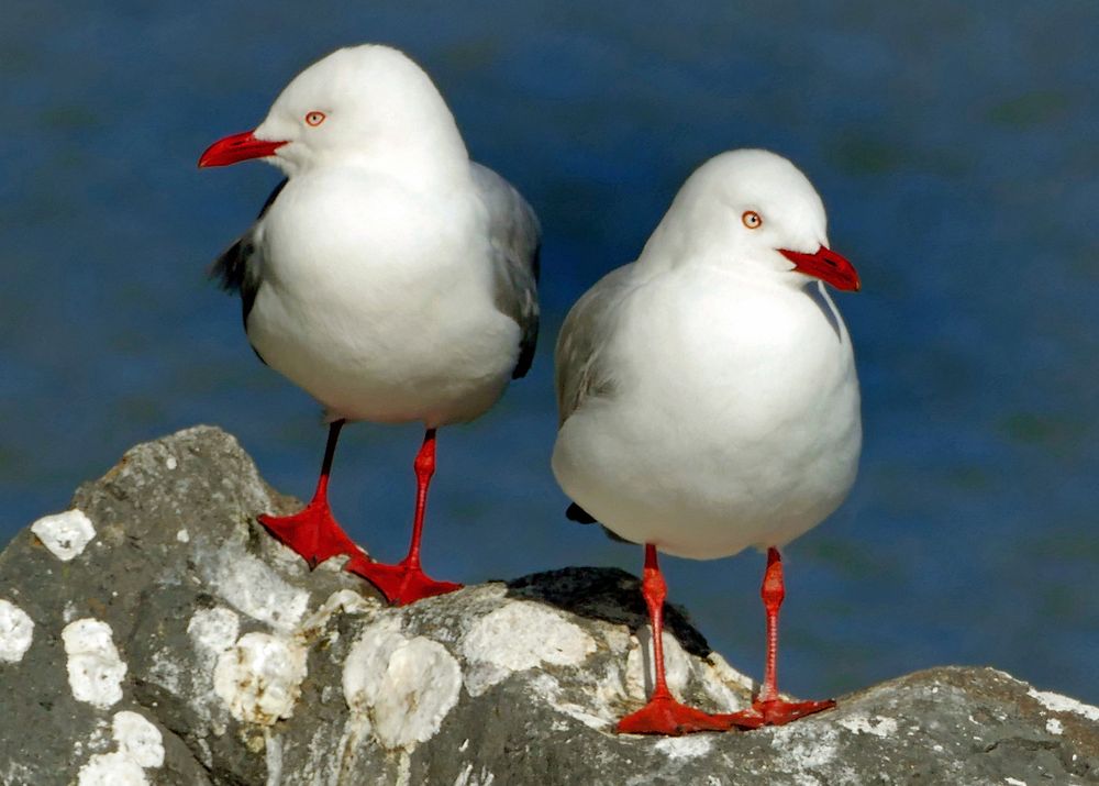 Red-billed gulls. (Larus novaehollandiae) Original public domain image from Flickr