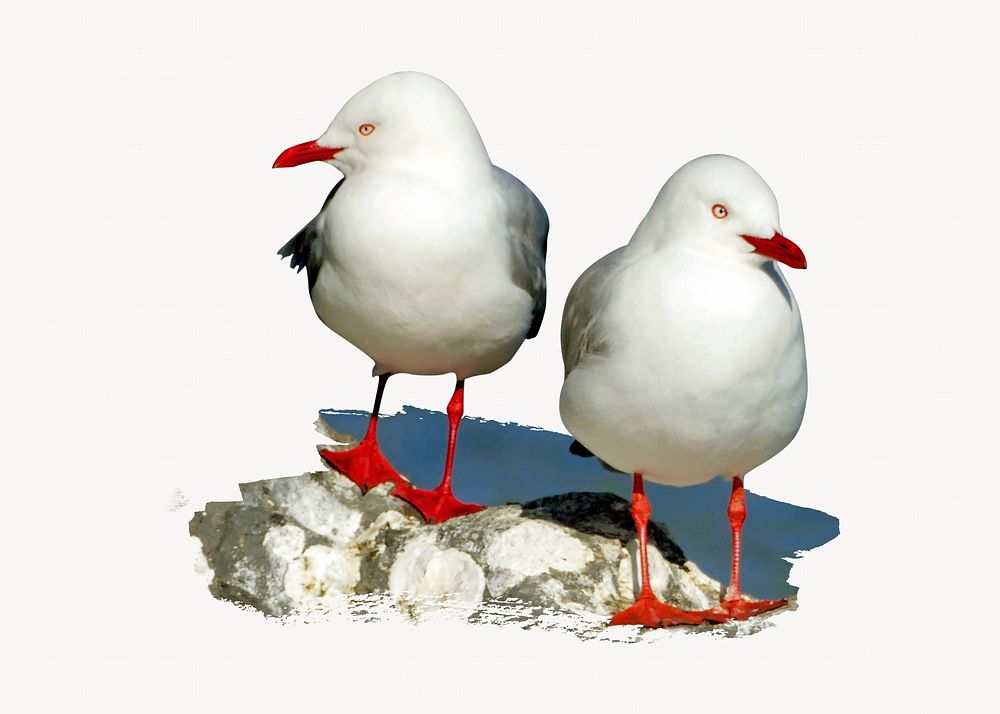 Red-billed gulls image element