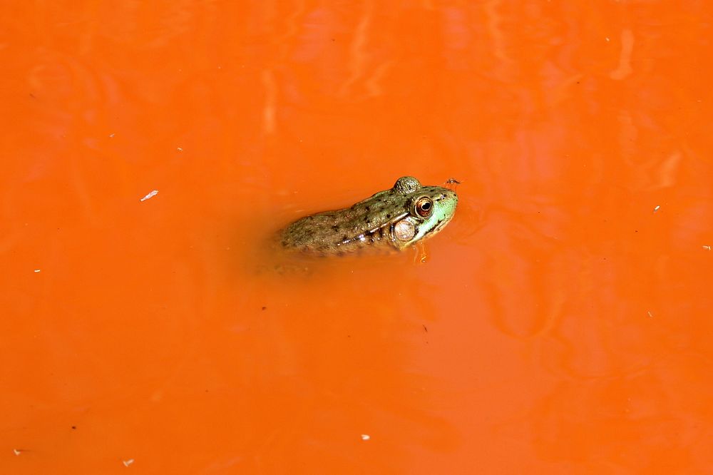 Green FrogWe spotted this green frog in a muddy puddle in northern Minnesota.Photo by Courtney Celley/USFWS. Original public…
