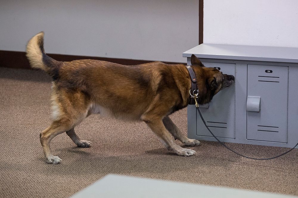 U.S. Air Force military working dog, Kahn, assigned to the 673rd Security Forces Squadron, searches for simulated hidden…