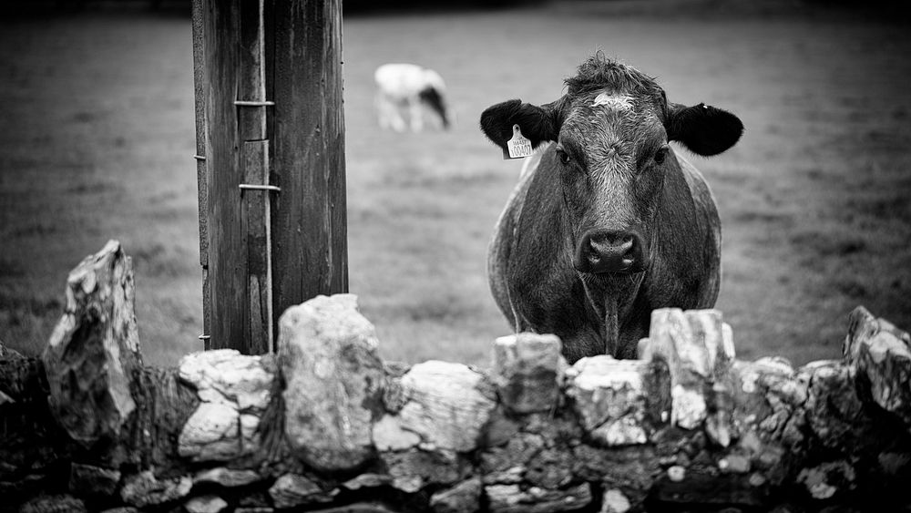 Young Bull. Original public domain image from Flickr