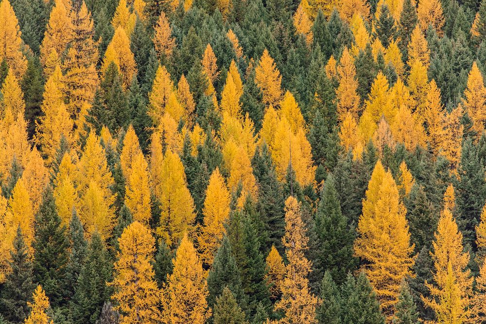 Larch Trees at Bowman. Original public domain image from Flickr