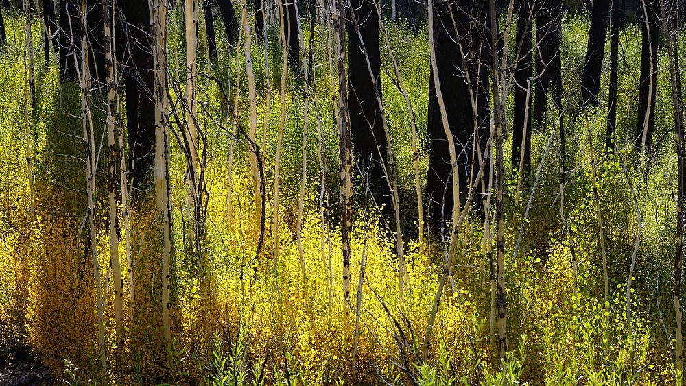 Aspen Grove regrowthFall color at the aspen grove in San Gorgonio Wilderness in Sand to Snow National Monument.Forest…