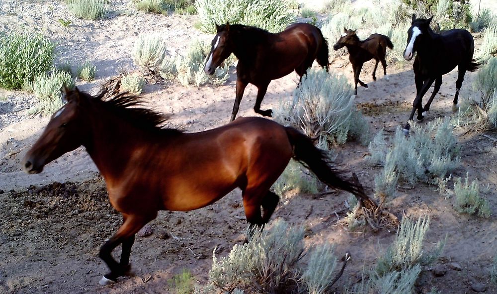 SUNP1154Wild Horses North Hills Wild Horse Territory-Credit U.S. Forest Service. Original public domain image from Flickr