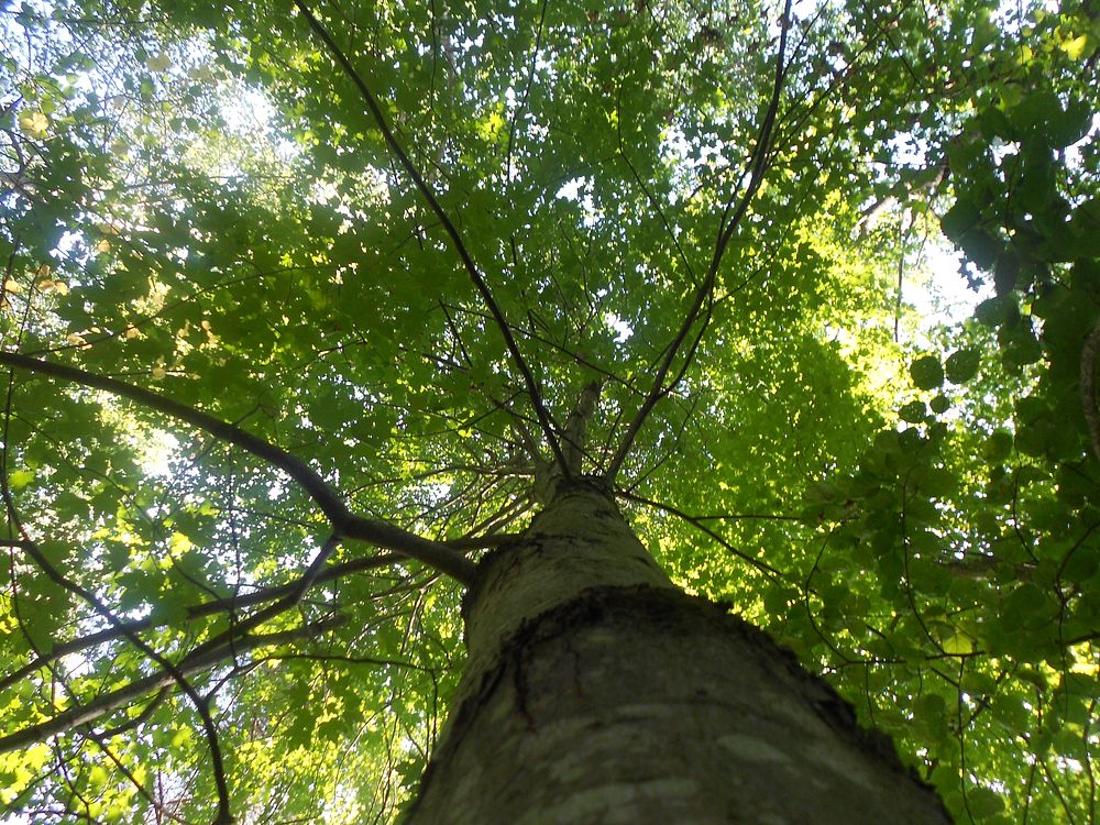 Tree from low-angle. Original public domain image from Flickr