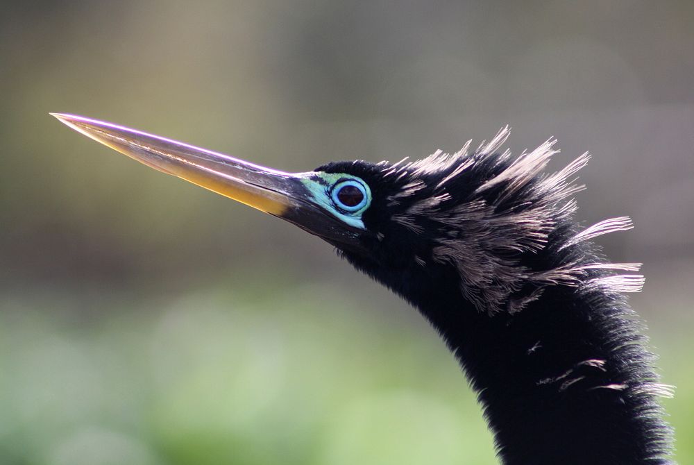 Male Anhinga head. Original public domain image from Flickr