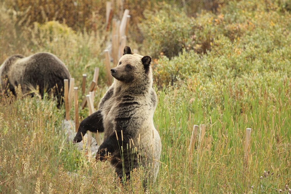 Grizzly Bear on the Bridger-Teton National Forest. Original public domain image from Flickr