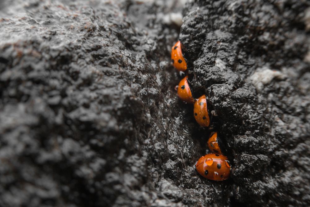 Lady beetles, Yellowstone Lake