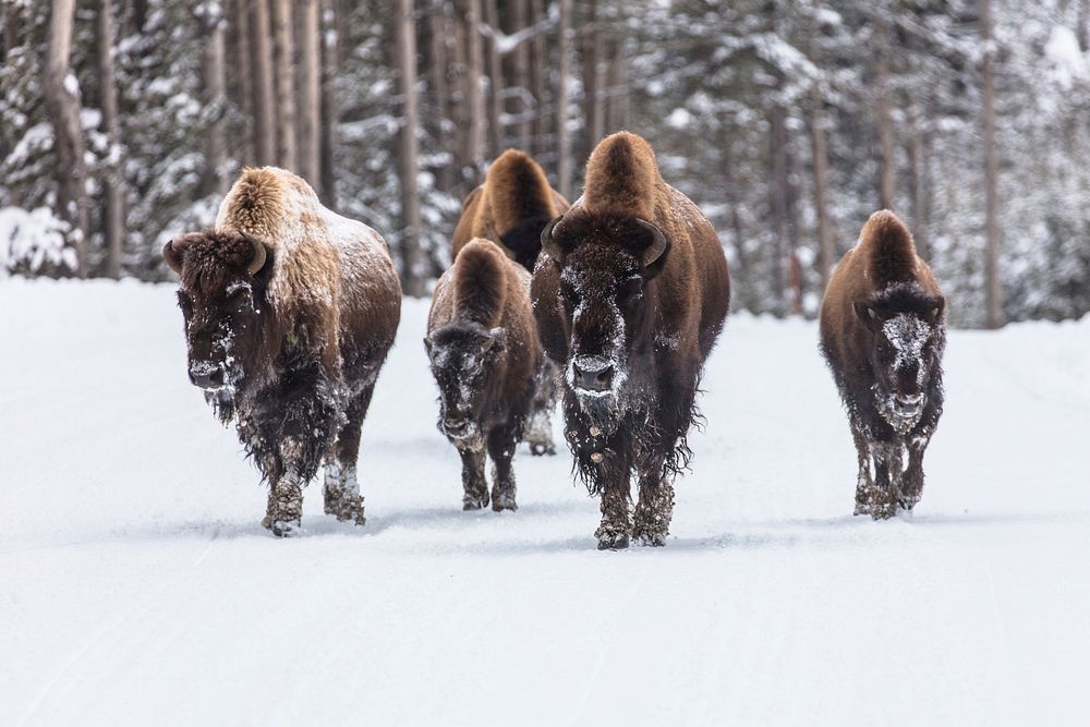 First Bison Group of the day. Original public domain image from Flickr