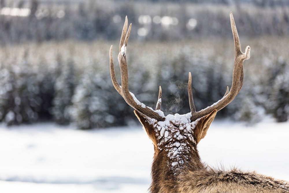 Elk portrait from behind. Original public domain image from Flickr