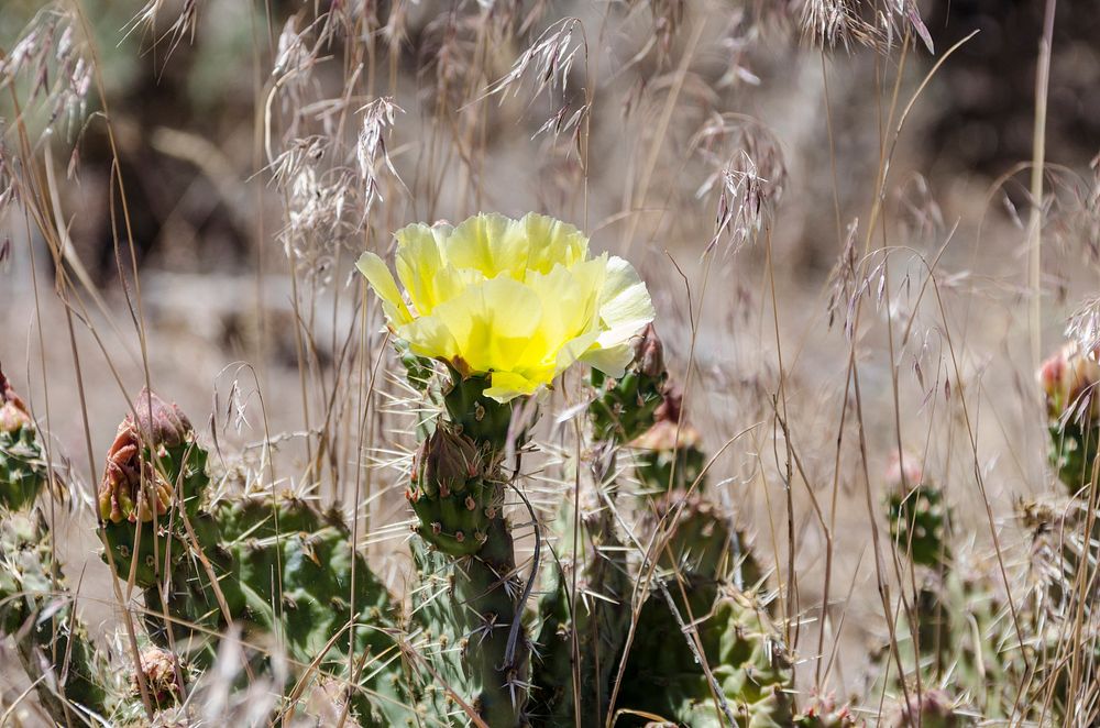 Spring cactus blossom on the Fishlake National Forest, June 22, 2018. Forest Service photo by John Zapell. Original public…